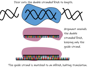 RNA Interference (RNAi) – DNAdots by miniPCR