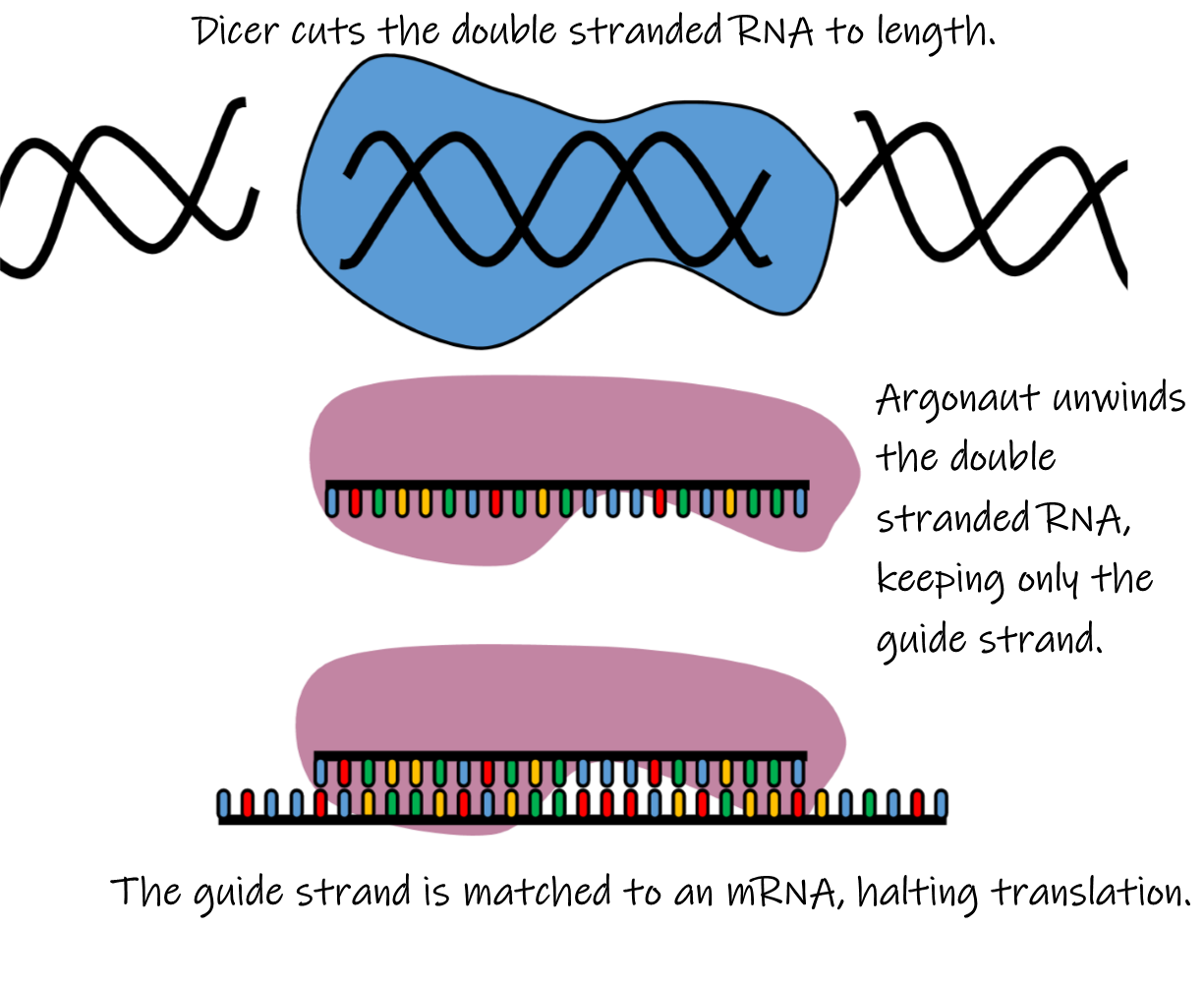 RNA Interference (RNAi) – DNAdots by miniPCR