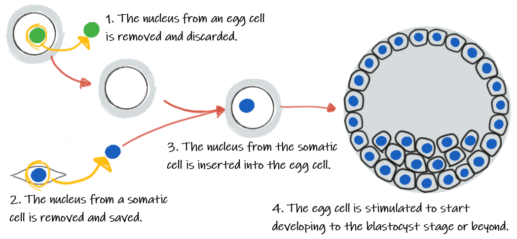 Animal cloning – DNAdots by miniPCR